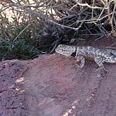 Little gecko